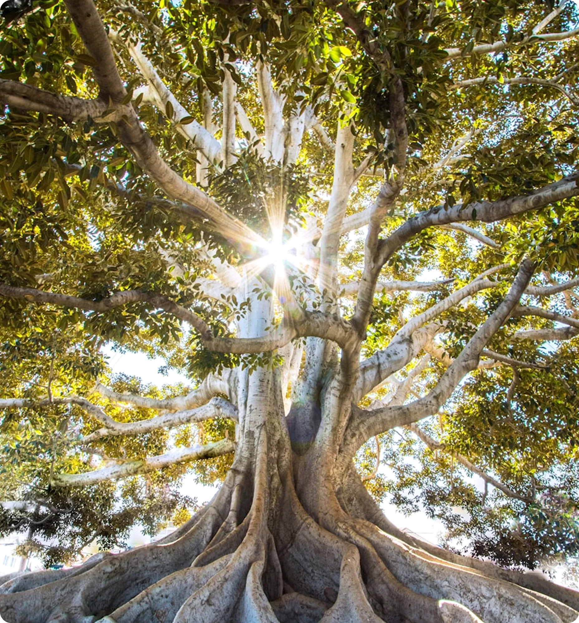 Majestic tree with sunlight